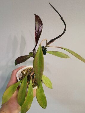 Hoya Chimera